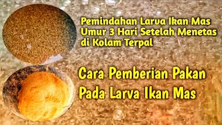 Pemindahan Larva setelah menetas di kolam terpal dan cara pemberian pakan larva ikan mas