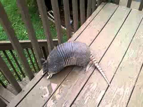 Lando S Pet Armadillo Youtube,How To Make Candles With Crayons