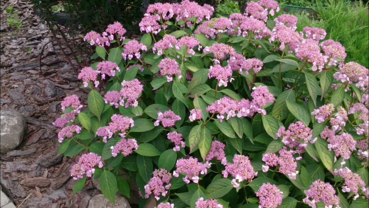 Украшение любого сада.Пильчатая гортензия Blue Bird - голубая птица ...