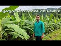 വാഴത്തോട്ടത്തിലെ വിശേഷങ്ങൾ
