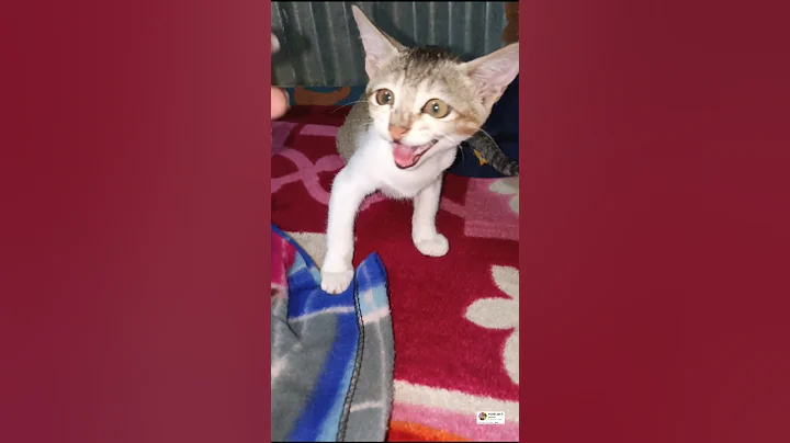 Watch the video about #trending#reels#funny#shortvideos#shorts#ytshorts#youtubeshorts#youtube#explore#catlovers#cat#love