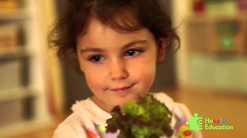 The Garden Project  - a Project Based Learning For Ages 2 to 6