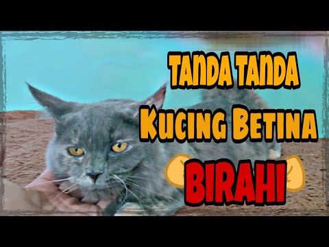 Video: Bagaimana kucing bertindak ketika mereka sedang berahi?