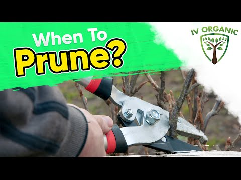 How, When & Why To Prune Fruit Trees (and Roses) | www.PlantMaps.com