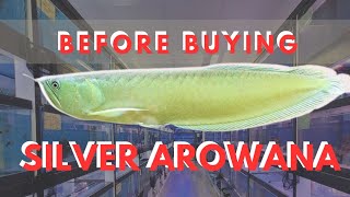 SILVER AROWANA FISH | Before Buying, Keep this in Mind. #arowana #aquarium #fish