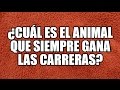 5 Adivinanzas en Español: ¿Cuál es el animal que siempre gana las carreras?