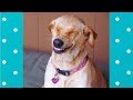 Cute SMILING Dogs | Funny Pets Video Compilation