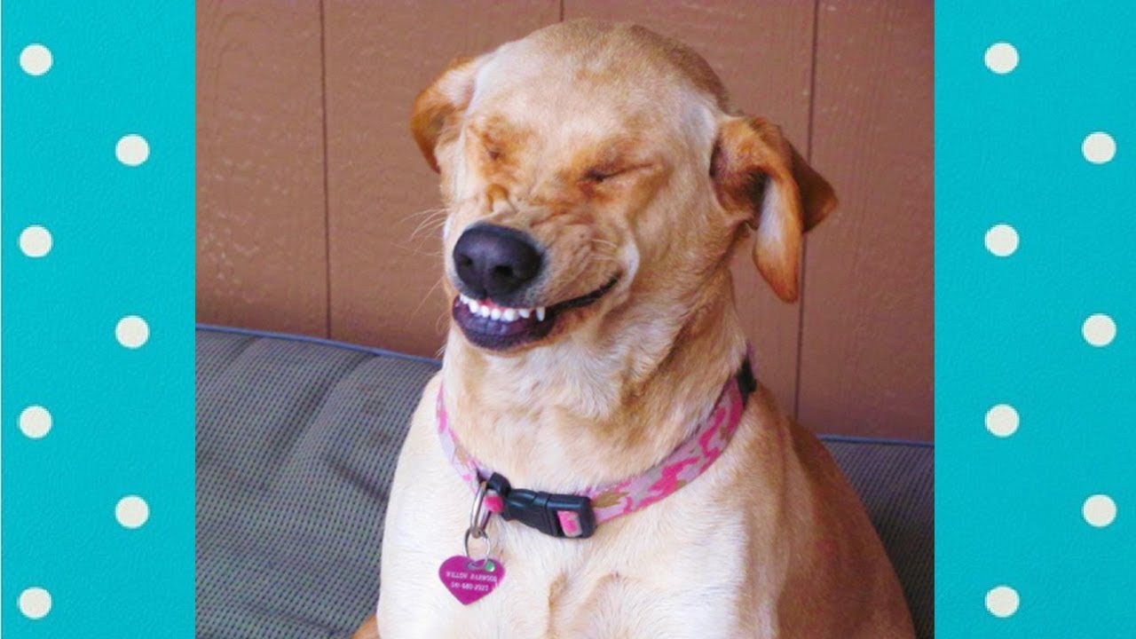 Cute SMILING Dogs Funny Pets Video Compilation YouTube