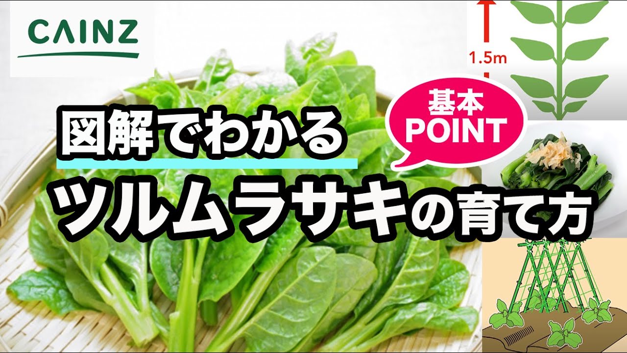 ツルムラサキの育て方 つるむらさき栽培 カインズ野菜栽培 Youtube