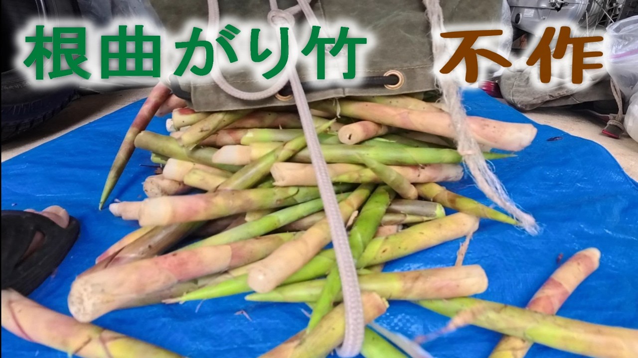 根曲がり竹 本格的なシーズンになりましたが - YouTube