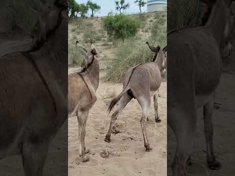 Donkey Donkey Birds Animalinteractions Animaldocumentary