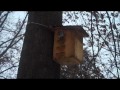 How Squirrels Stay Warm In Winter How Squirrels Stay Warm In Winter