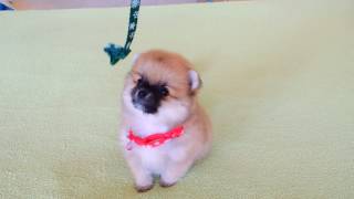 Male Pomeranian Puppy for Sale