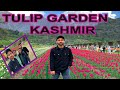 First  fresh vlog of 2024   tulip garden kashmir 