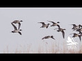 Delta waterfowl seeks solutions to the pintail problem