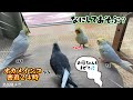 【密着24時】オカメインコだらけ！朝から晩までやりたい放題のモモヒキ隊ｗ🦜✨　#鳥に支配された家