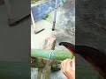 cool way to split bamboo quickly #shorts