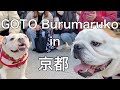 【ブルドックまめ】ついに！！夢にまで見た✨ぶるまるこちゃんに逢えたー‼️GOTO Burumaruko in京都