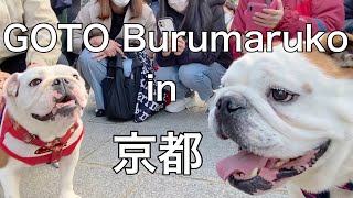 【ブルドックまめ】ついに夢にまで見た✨ぶるまるこちゃんに逢えたー‼GOTO  Burumaruko in京都