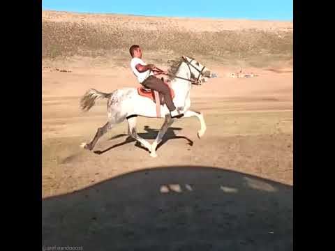 سردار جنگجو یکی از زیباترین اسب های یورقه راهوار اسب یورقه    اسب