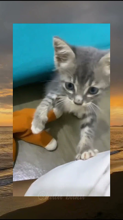 apa lu gua tonjok lu #memes #memecringe #funny #shortsfeed