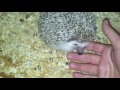 Some cuddling with my hedgehogs