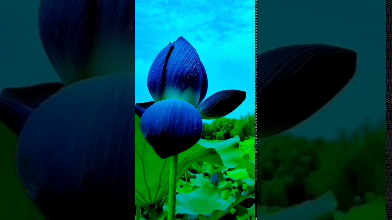 極為罕見的藍色蓮花 blue Lotus you have never seen before