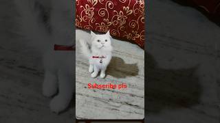 Odd eyes Snowei #cat #kitten #cutecat #youtubeshorts #viral #meoandmore #youtube