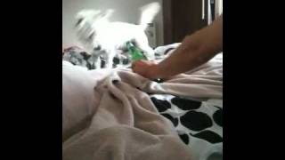 Knopke Urzgia Ant Mineralinio