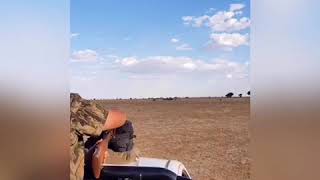 Blouwildebees hunting