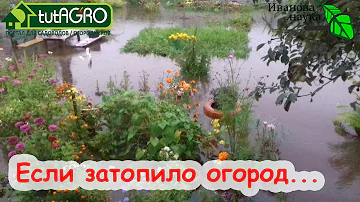 ЗАТОПИЛО ОГОРОД после ДОЖДЯ или ПАВОДКА? Выход ЕСТЬ!