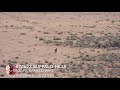 Buffalohills wild horse roundup 070622 pilot trouble and barbed wire entanglement for stallion