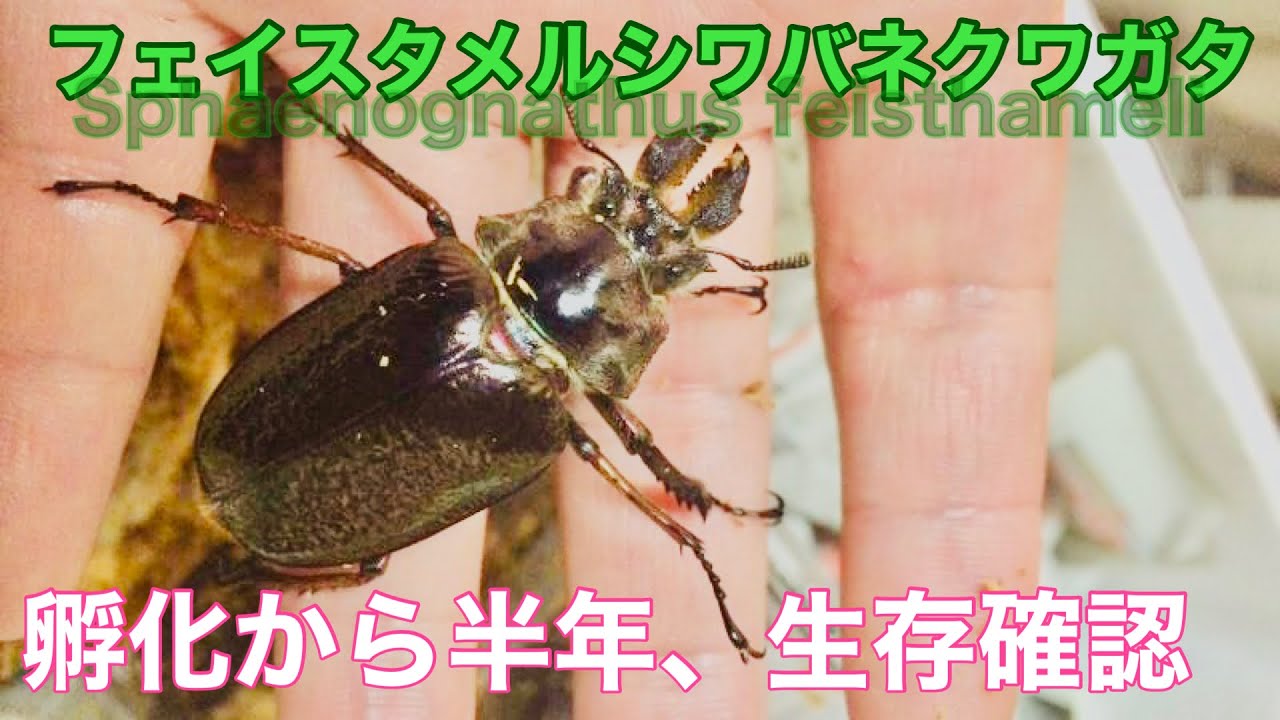 超難関種】孵化から半年の生存確認・・・ではなくエサ交換【フェイス