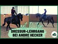 Dressur-Bootcamp mit Andre Hecker 💪