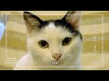 Uchitama?! Have you seen my Tama? Tama PV