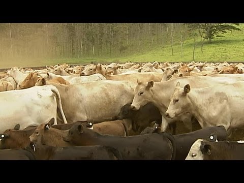 trichomoniasis in cattle