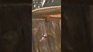Cat face spider eats dragonfly