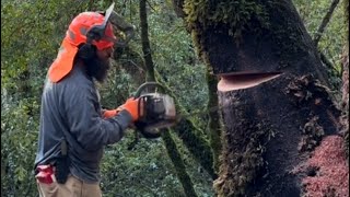 Dropping a leaning tree for firewood in the forest