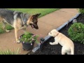 German Shepherd meets Lab Puppy