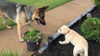 German Shepherd meets Lab Puppy