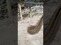 Amazing snake trap snakeinhole snaketrap