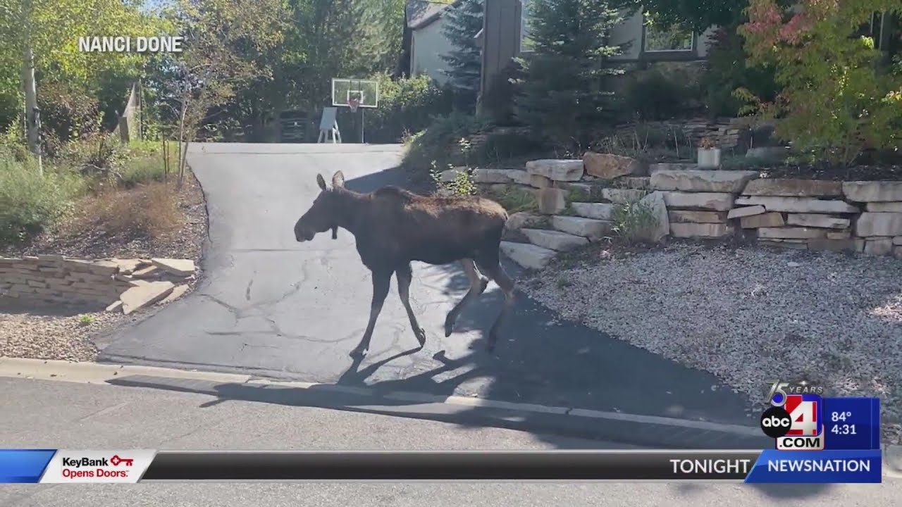 Summit Park community mourns loss of beloved local moose 'Roxii'