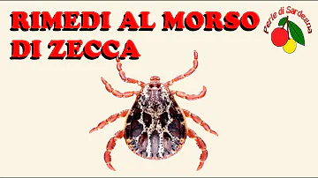 Cosa fare se morsi da zecca?