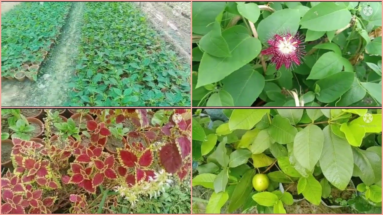 Nursery visit // buy cheapest plants // plants price with names // T S Garden & Nursery YouTube