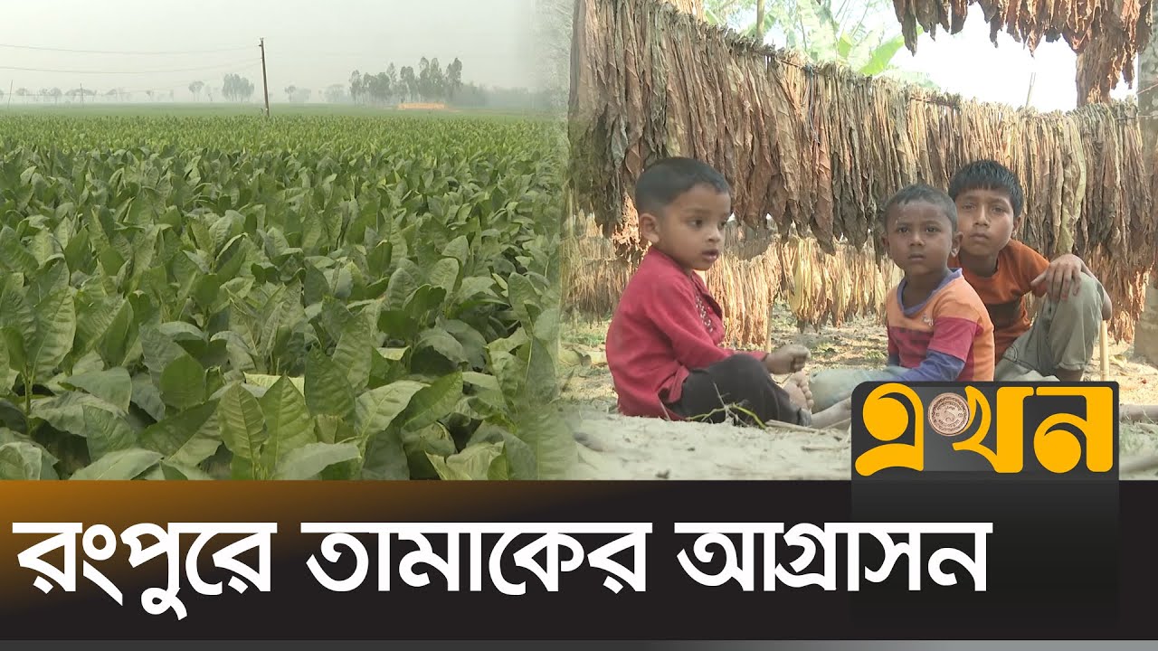 তামাক চাষে বছরে ক্ষতি ৩০ হাজার কোটি টাকা | Rangpur Tobacco | Ekhon TV
