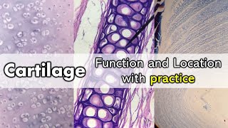 Cartilage | Function and Location with Quiz by Anatomy Hero 5,915 views 4 months ago 10 minutes, 59 seconds