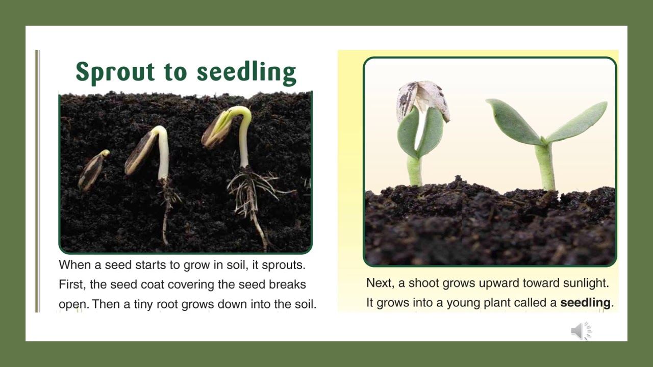 Recorded Lesson 1st Grade Plants are Alive! book YouTube