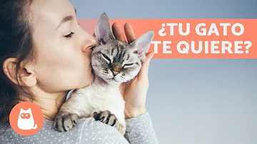 ¿Cómo puedo saber si mi gato me quiere?