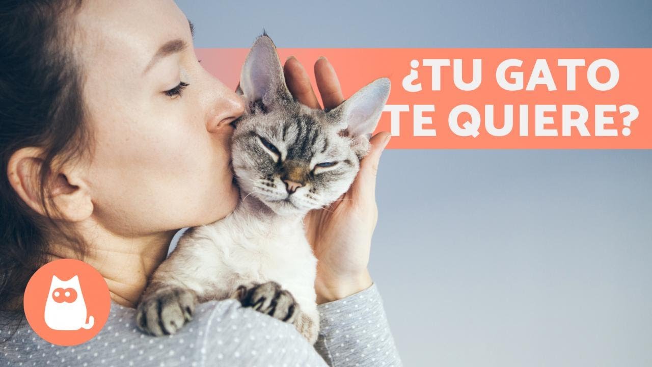 Que significa que tu gato te amase