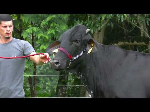 LOTE 14 • 5º LEILÃO GIROLANDO JOVEM FAZENDA CACHOEIRA • 7725CM